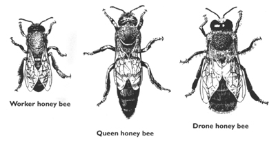 image showing the different body types among the 3 bee castes; workers, queens, and drones