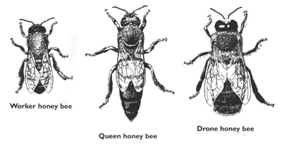 Honey Bee Biology Basics - FARAD's Species Pages